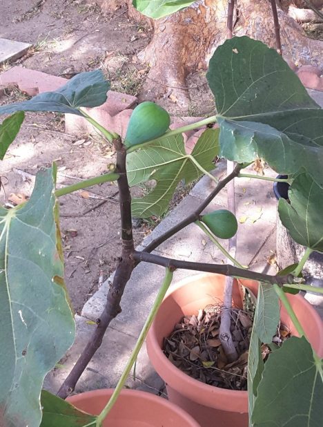fig tree
